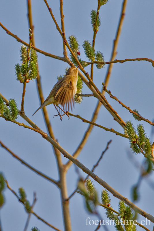 Pouillot veloce 2629.jpg - Pouillot vélocePhylloscopus collybitaCommon Chiffchaff (Genève, Suisse, mars 2012)
